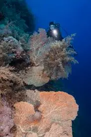 a diver with a light on a reef with sea fans