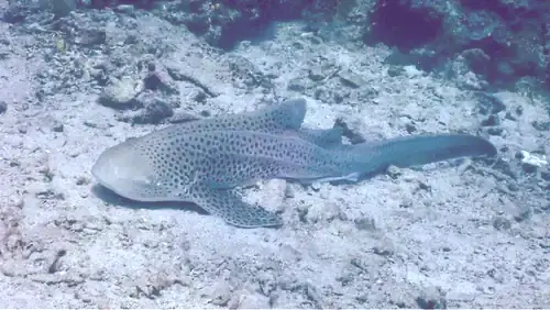 a zebra shark resting on the sea bed