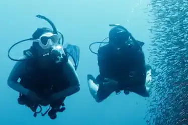 Two SCUBA divers in clear water swim alongside a big school of small fish