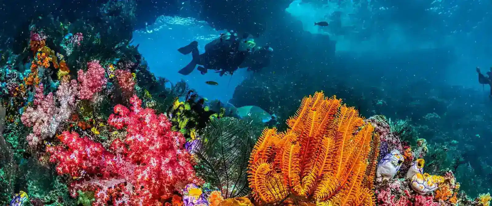 a pair of divers over a colourful reef of soft corals