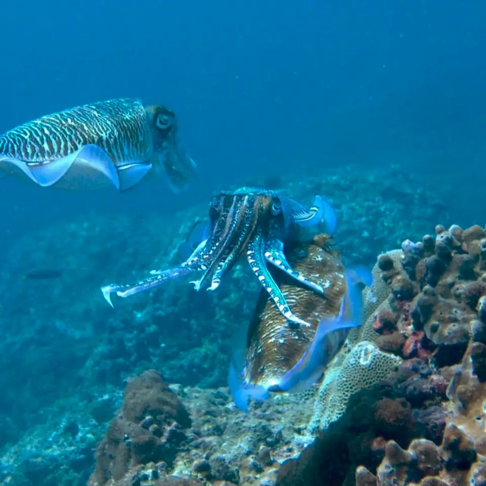 a yellow tigertail seahorse