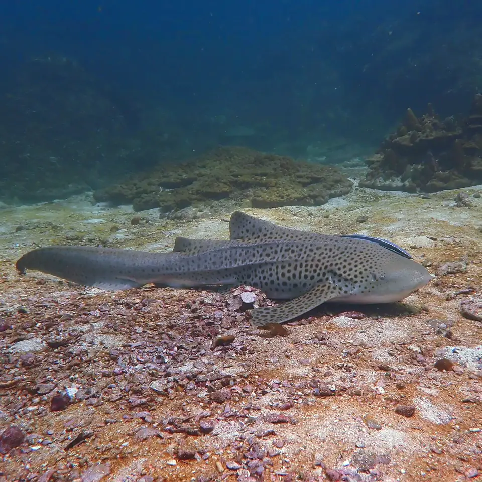 a yellow tigertail seahorse