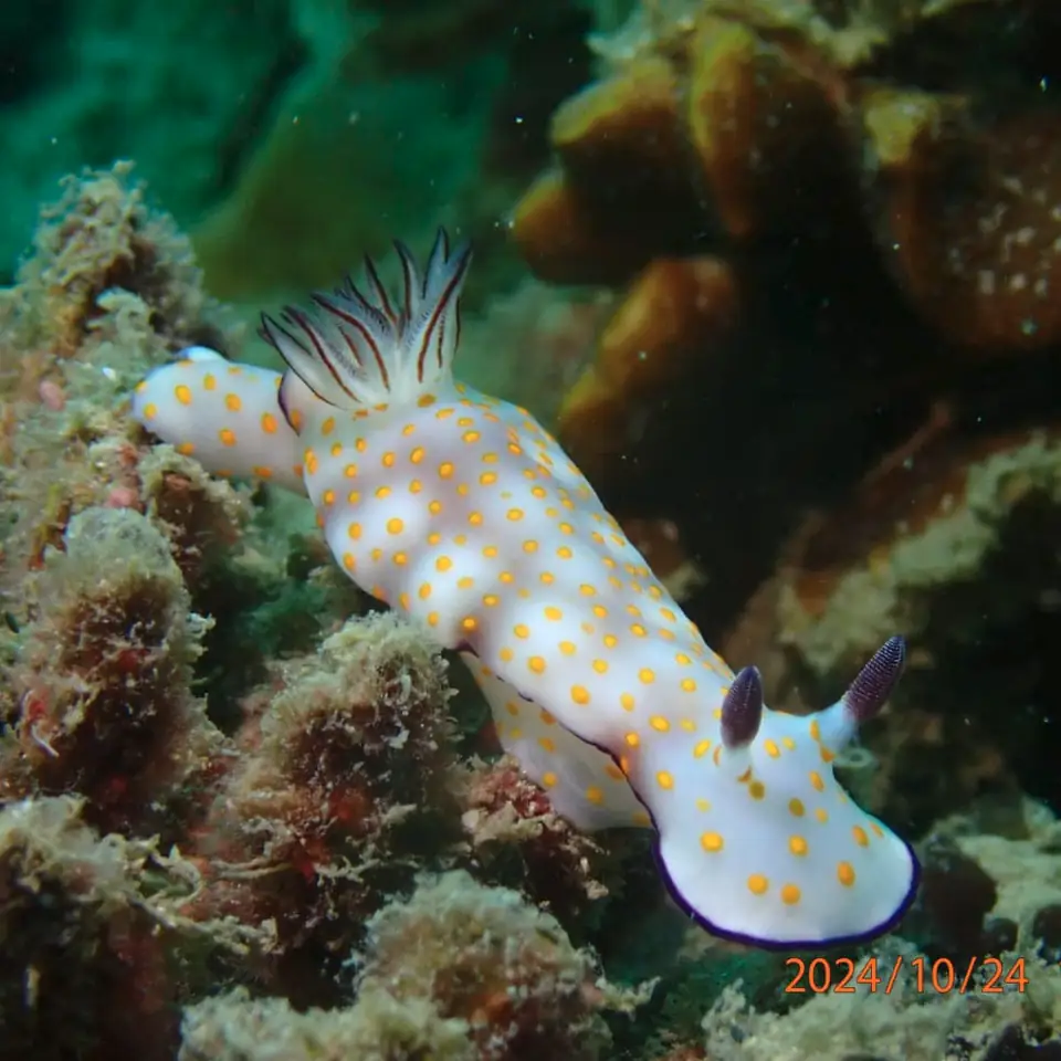 an ornate nudibranch oin a reef
